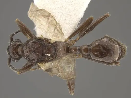 Myrmica rugosa specimen CASENT0917706 image casent0917706_1