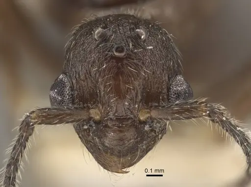 Myrmica rugosa specimen CASENT0917706 image casent0917706_2