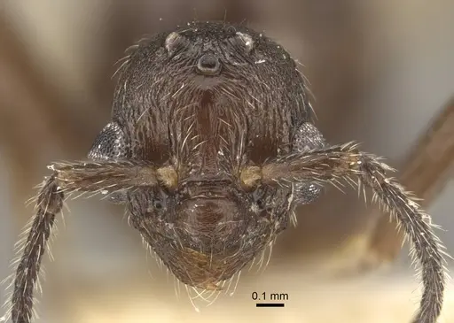 Myrmica rugosa specimen CASENT0917706 image casent0917706_3