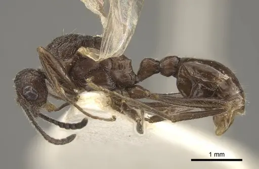 Myrmica rugosa specimen CASENT0917706 image casent0917706_4