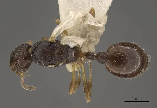 Myrmica rugosa specimen CASENT0917707 image casent0917707_1