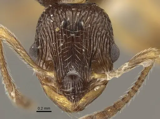 Myrmica rugosa specimen CASENT0917707 image casent0917707_2