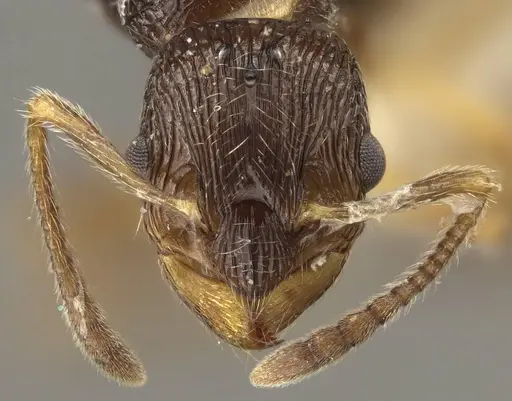 Myrmica rugosa specimen CASENT0917707 image casent0917707_3