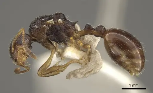 Myrmica rugosa specimen CASENT0917707 image casent0917707_4