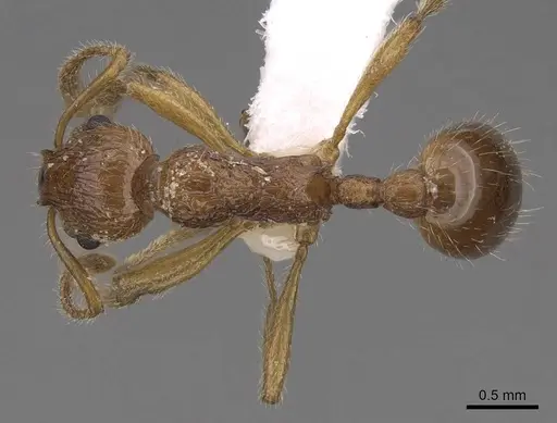 Myrmica rugosa specimen CASENT0922789 image casent0922789_1