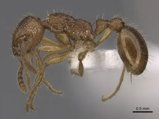Myrmica rugosa specimen CASENT0922789 image casent0922789_3