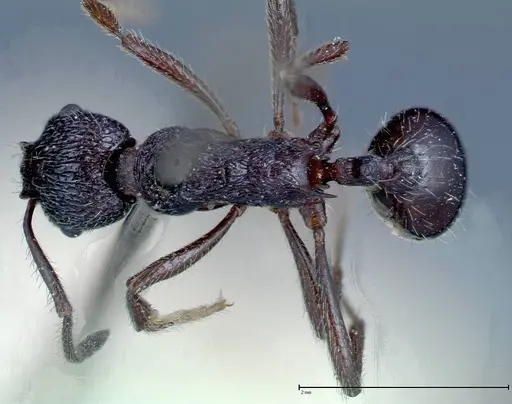 Myrmica rugosa specimen FOCOL0206 image focol0206_1