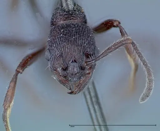 Myrmica rugosa specimen FOCOL0206 image focol0206_2