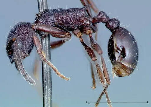 Myrmica rugosa specimen FOCOL0206 image focol0206_3