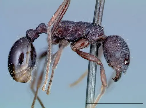 Myrmica rugosa specimen FOCOL0206 image focol0206_4
