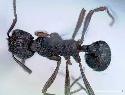Myrmica rugosa specimen FOCOL0207 image focol0207_1