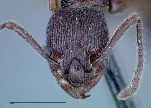 Myrmica rugosa specimen FOCOL0207 image focol0207_2