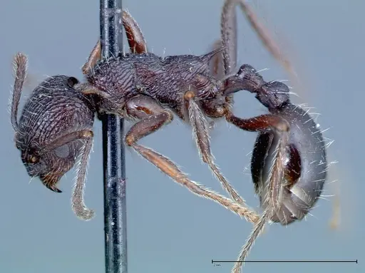 Myrmica rugosa specimen FOCOL0207 image focol0207_3