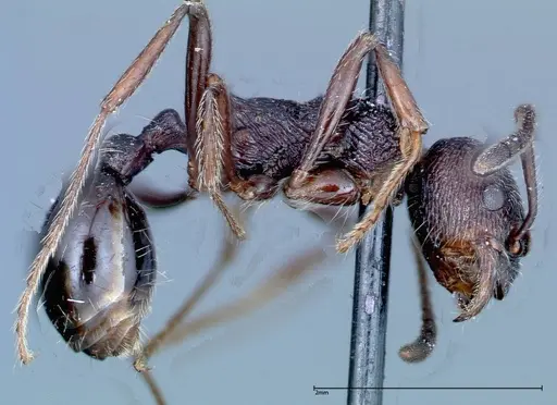 Myrmica rugosa specimen FOCOL0207 image focol0207_4