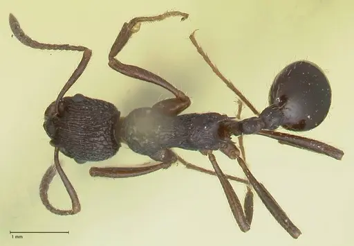 Myrmica rugosa specimen FOCOL1206 image focol1206_1