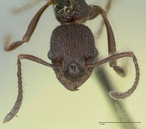 Myrmica rugosa specimen FOCOL1206 image focol1206_2