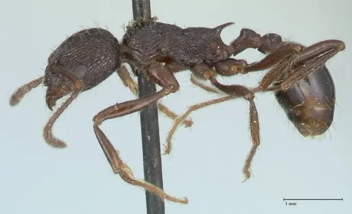 Myrmica rugosa specimen FOCOL1206 image focol1206_3