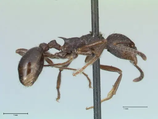 Myrmica rugosa specimen FOCOL1206 image focol1206_4