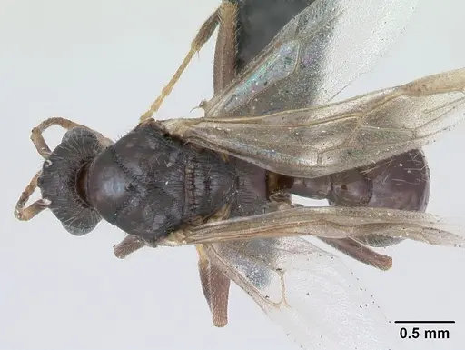 Myrmica rugulosa specimen CASENT0172704 image casent0172704_1