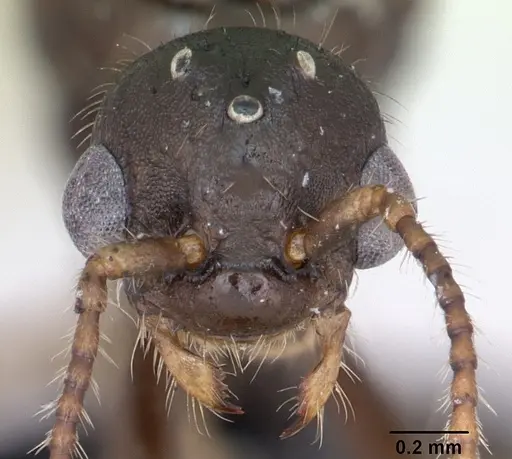 Myrmica rugulosa specimen CASENT0172704 image casent0172704_2