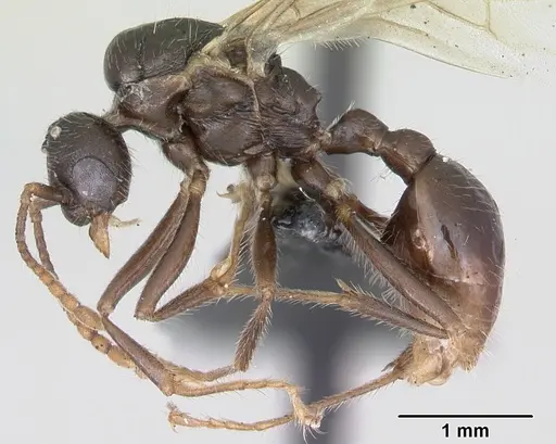 Myrmica rugulosa specimen CASENT0172704 image casent0172704_3