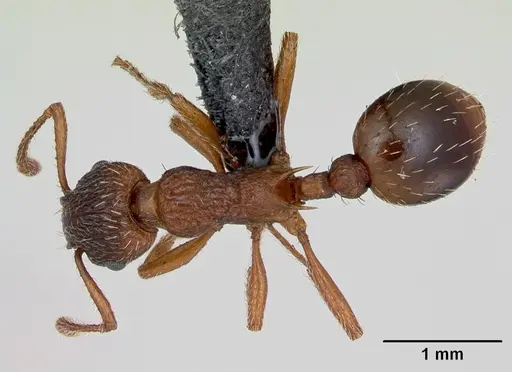 Myrmica rugulosa specimen CASENT0172742 image casent0172742_1