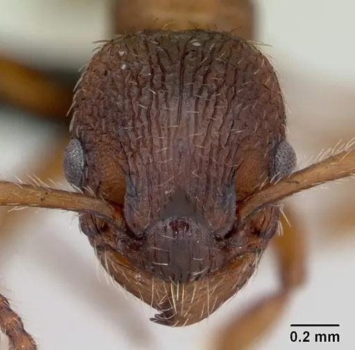 Myrmica rugulosa specimen CASENT0172742 image casent0172742_2
