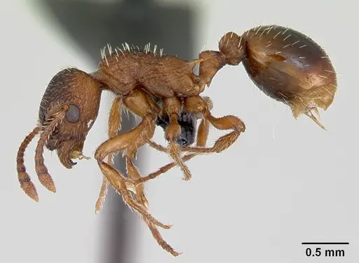 Myrmica rugulosa specimen CASENT0172742 image casent0172742_3