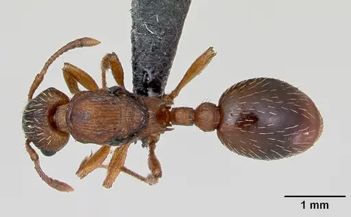 Myrmica rugulosa specimen CASENT0172743 image casent0172743_1