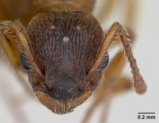 Myrmica rugulosa specimen CASENT0172743 image casent0172743_2