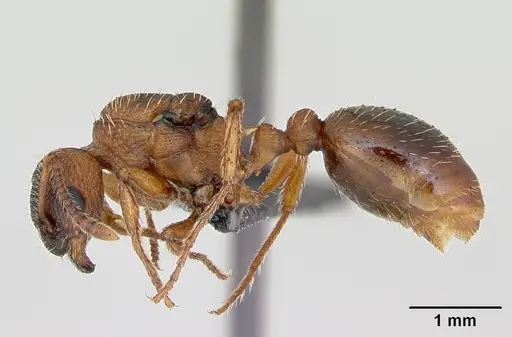 Myrmica rugulosa specimen CASENT0172743 image casent0172743_3