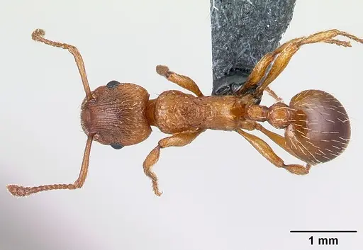 Myrmica rugulosa specimen CASENT0179921 image casent0179921_1