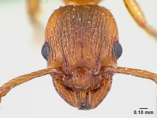 Myrmica rugulosa specimen CASENT0179921 image casent0179921_2