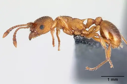 Myrmica rugulosa specimen CASENT0179921 image casent0179921_3