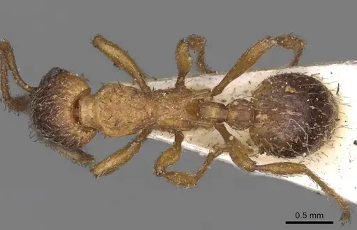 Myrmica rugulosa specimen CASENT0900276 image casent0900276_1