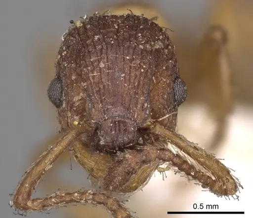 Myrmica rugulosa specimen CASENT0900276 image casent0900276_2