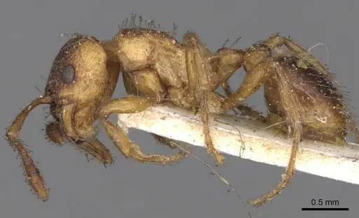 Myrmica rugulosa specimen CASENT0900276 image casent0900276_3