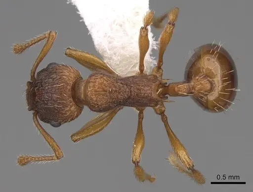 Myrmica rugulosa specimen CASENT0922793 image casent0922793_1