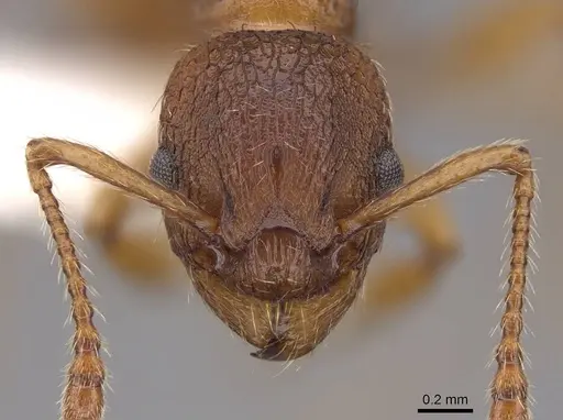 Myrmica rugulosa specimen CASENT0922793 image casent0922793_2
