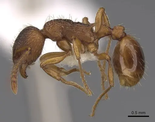 Myrmica rugulosa specimen CASENT0922793 image casent0922793_3