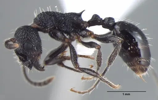 Myrmica rupestris specimen ANTWEB1008044 image antweb1008044_3