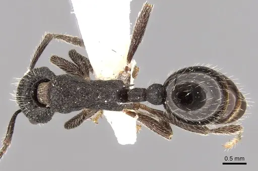 Myrmica rupestris specimen CASENT0280839 image casent0280839_1