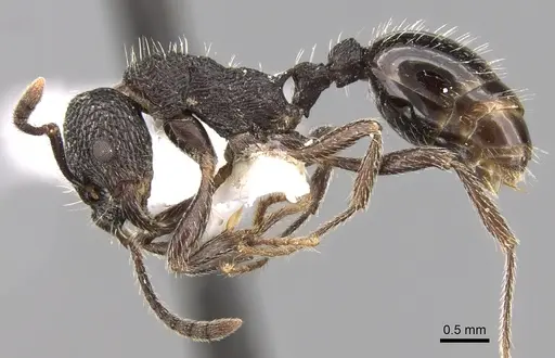 Myrmica rupestris specimen CASENT0280839 image casent0280839_3