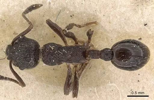 Myrmica rupestris specimen CASENT0900340 image casent0900340_1