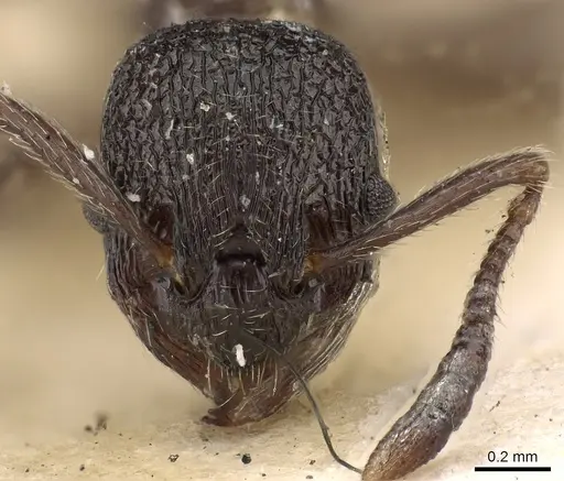 Myrmica rupestris specimen CASENT0900340 image casent0900340_2