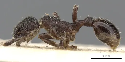 Myrmica rupestris specimen CASENT0900340 image casent0900340_3