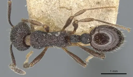 Myrmica rupestris specimen CASENT0904091 image casent0904091_1