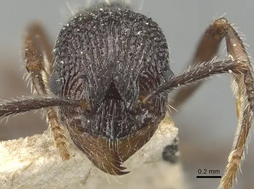 Myrmica rupestris specimen CASENT0904091 image casent0904091_2