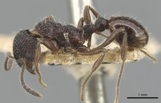 Myrmica rupestris specimen CASENT0904091 image casent0904091_3