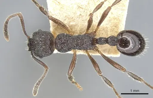 Myrmica rupestris specimen CASENT0904095 image casent0904095_1